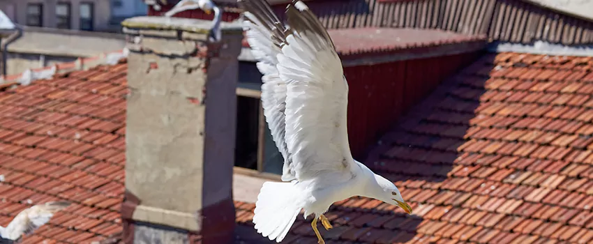 Residential Chimney Animal Removal Solution in Baldwin Park, CA